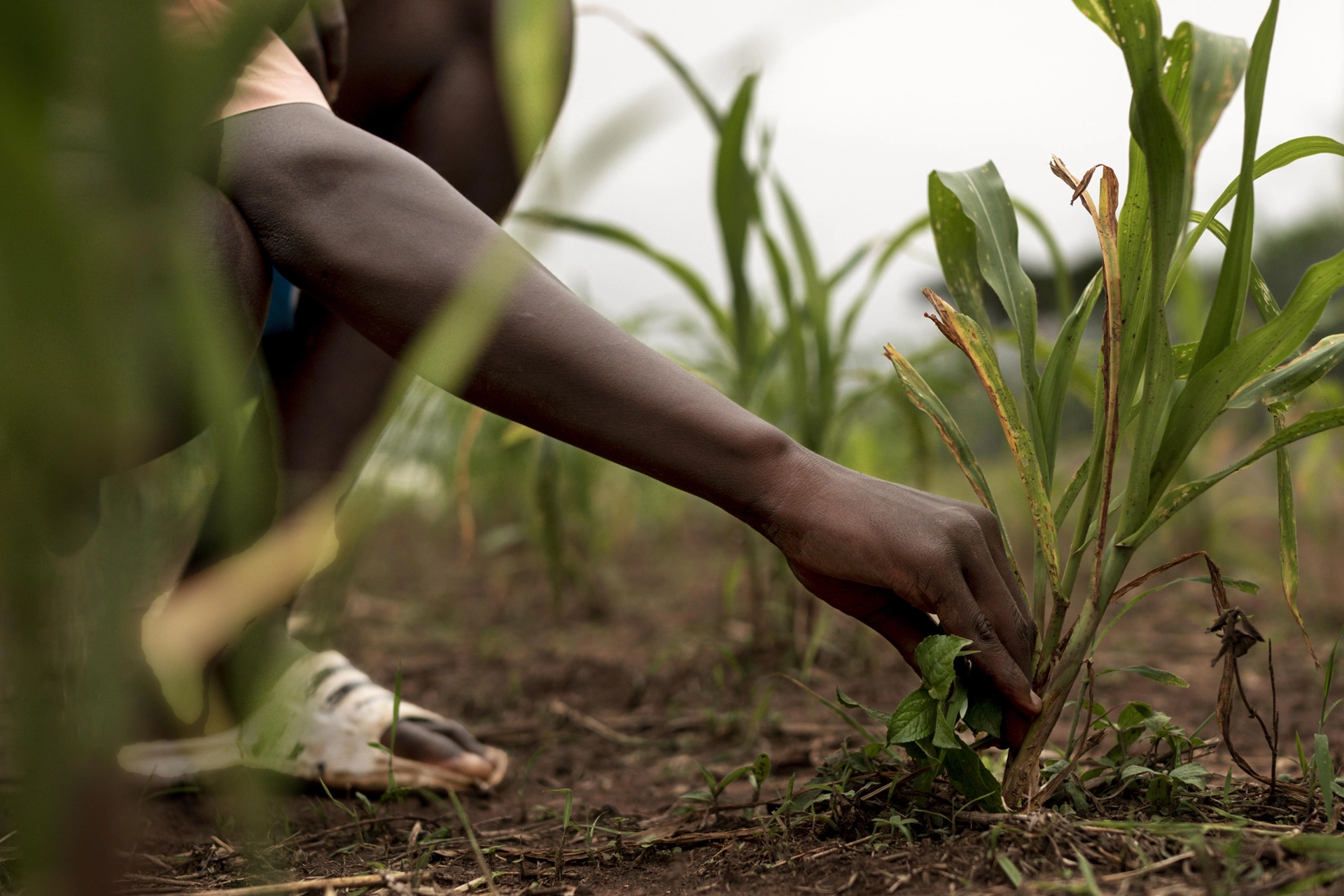 Tackling Agribusiness Risks: How Gbolasherefarms Nigeria Limited Ensures Resilience in Farming